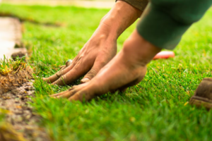 Avoid These Mistakes When Landscaping Your Yard